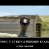 Мозг у страуса