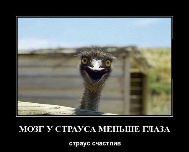 Мозг у страуса