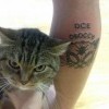 котэ