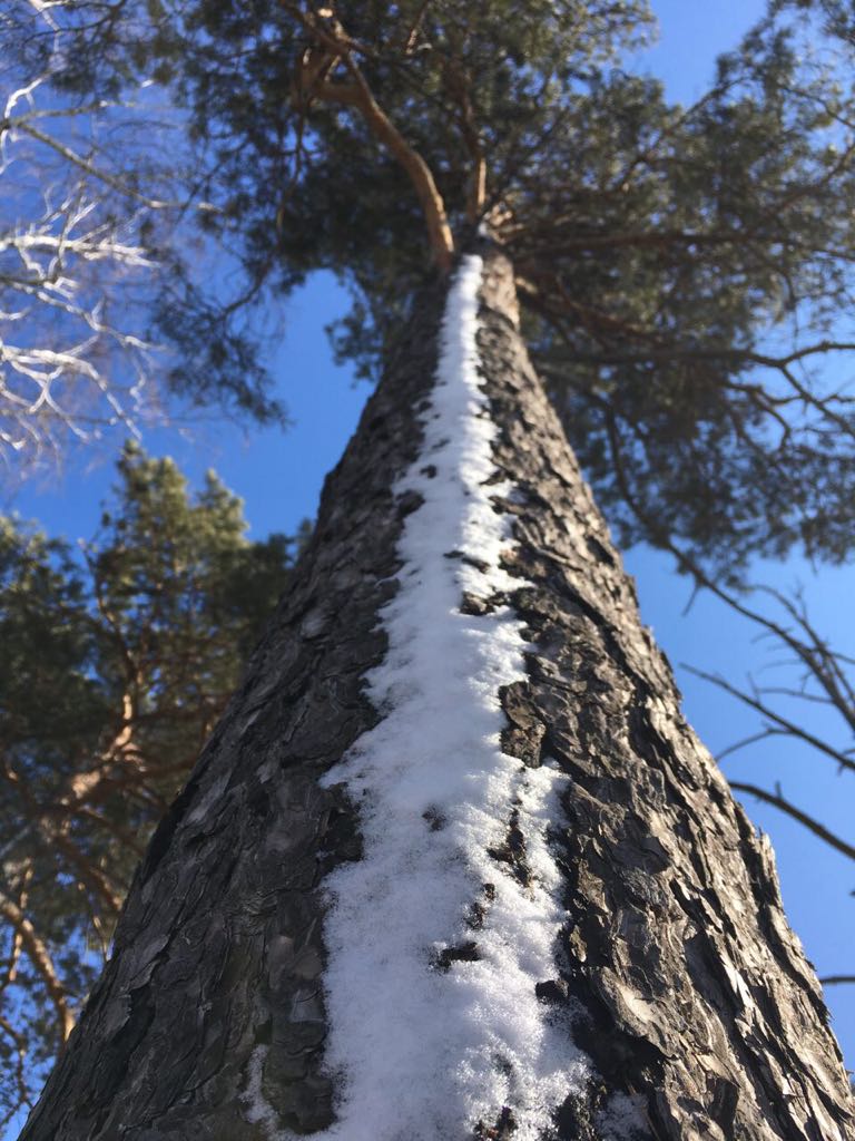 снежная дорожка к небесам...
