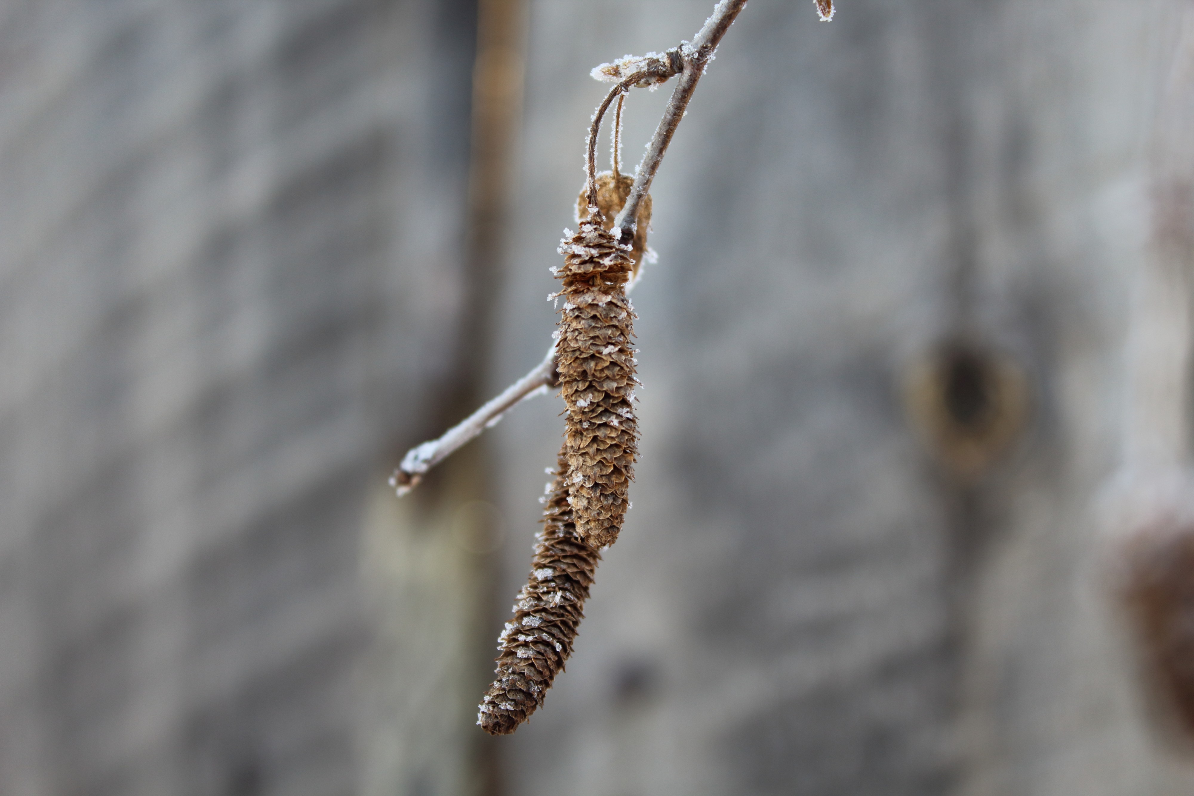 Берёзовая деталька