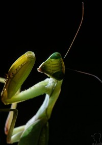 богомол богомол