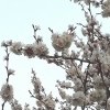 цветение сакуры в Ангарске