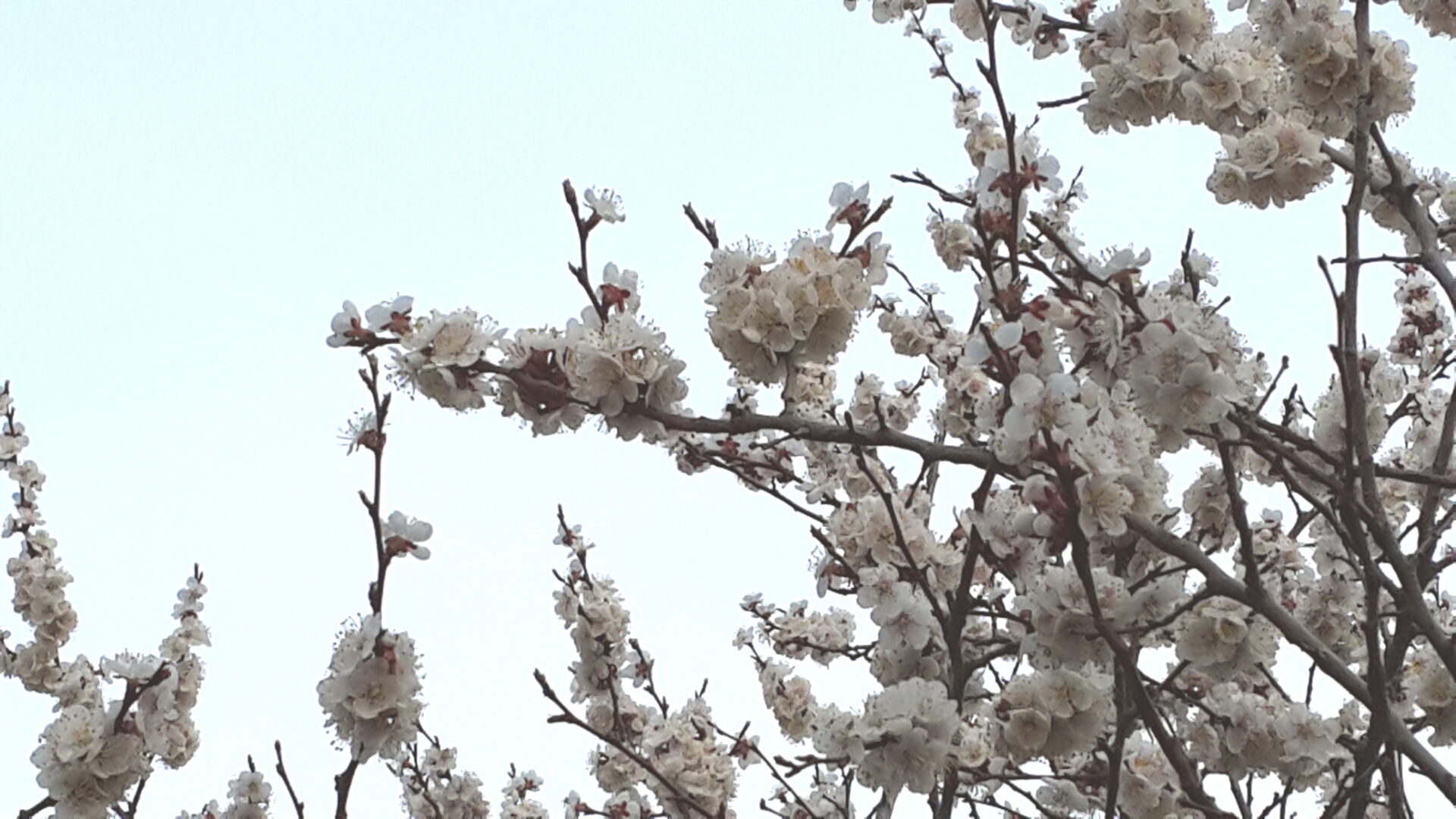 цветение сакуры в Ангарске