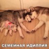 Семейная идилия