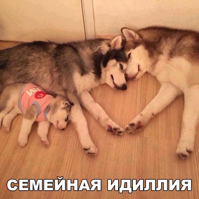 Семейная идилия