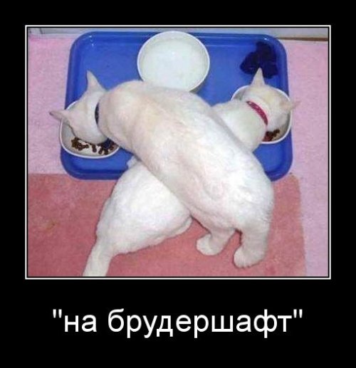 На брудершафт