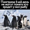 Пингвины