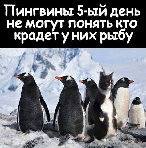 Пингвины