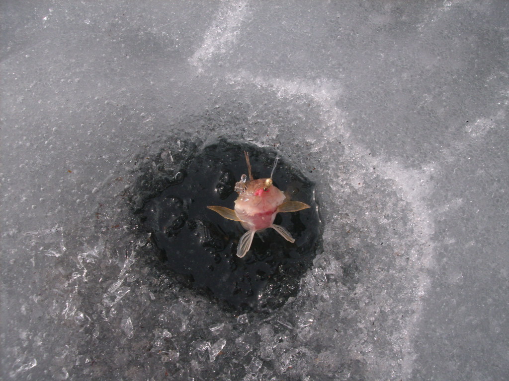 Рыбка,на Братском.Весна.