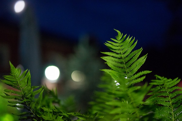 ночные огни