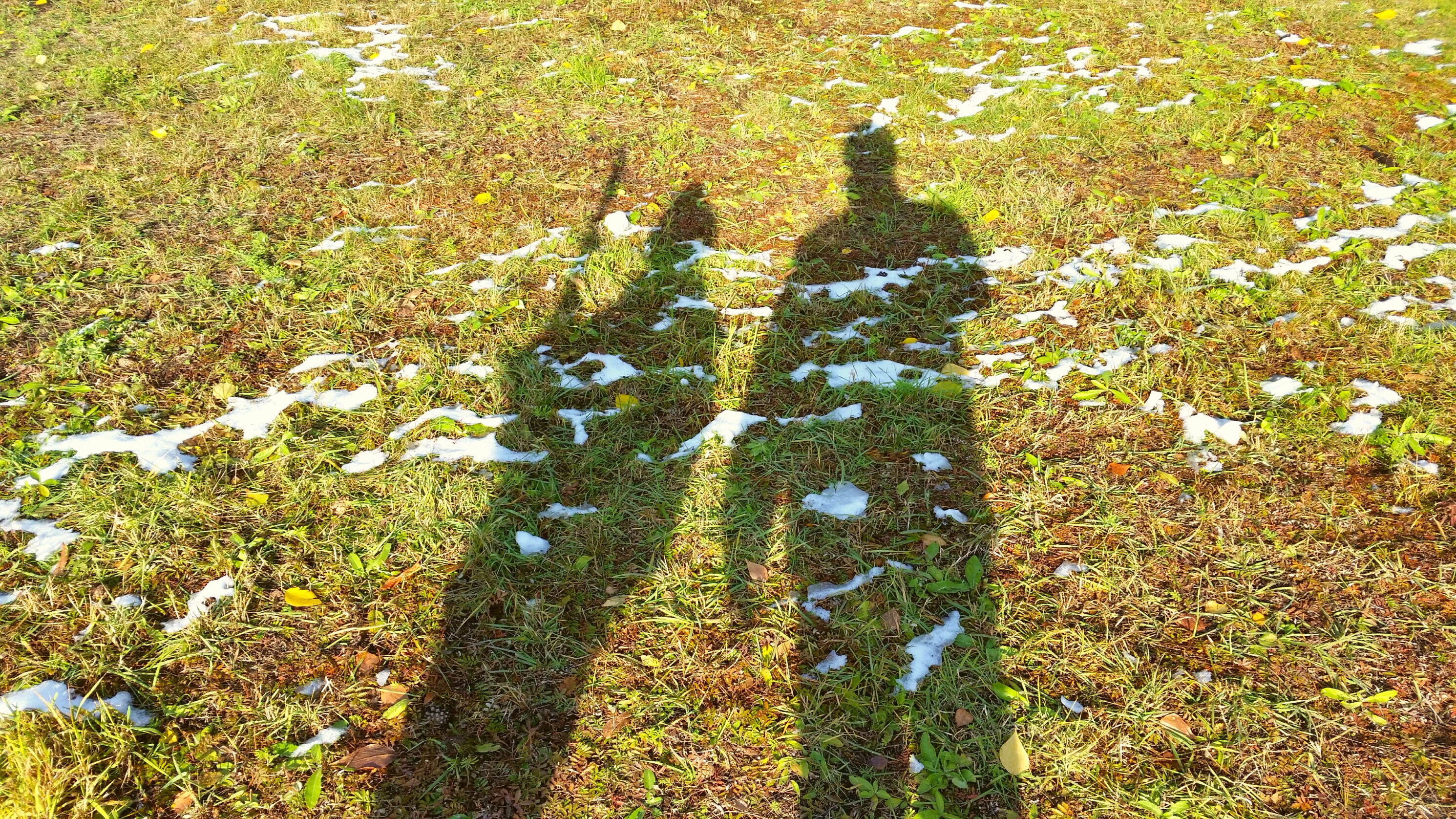 сирёгина и дружбанцкая тени снежнотравянные))))