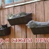 Котэ Котэ