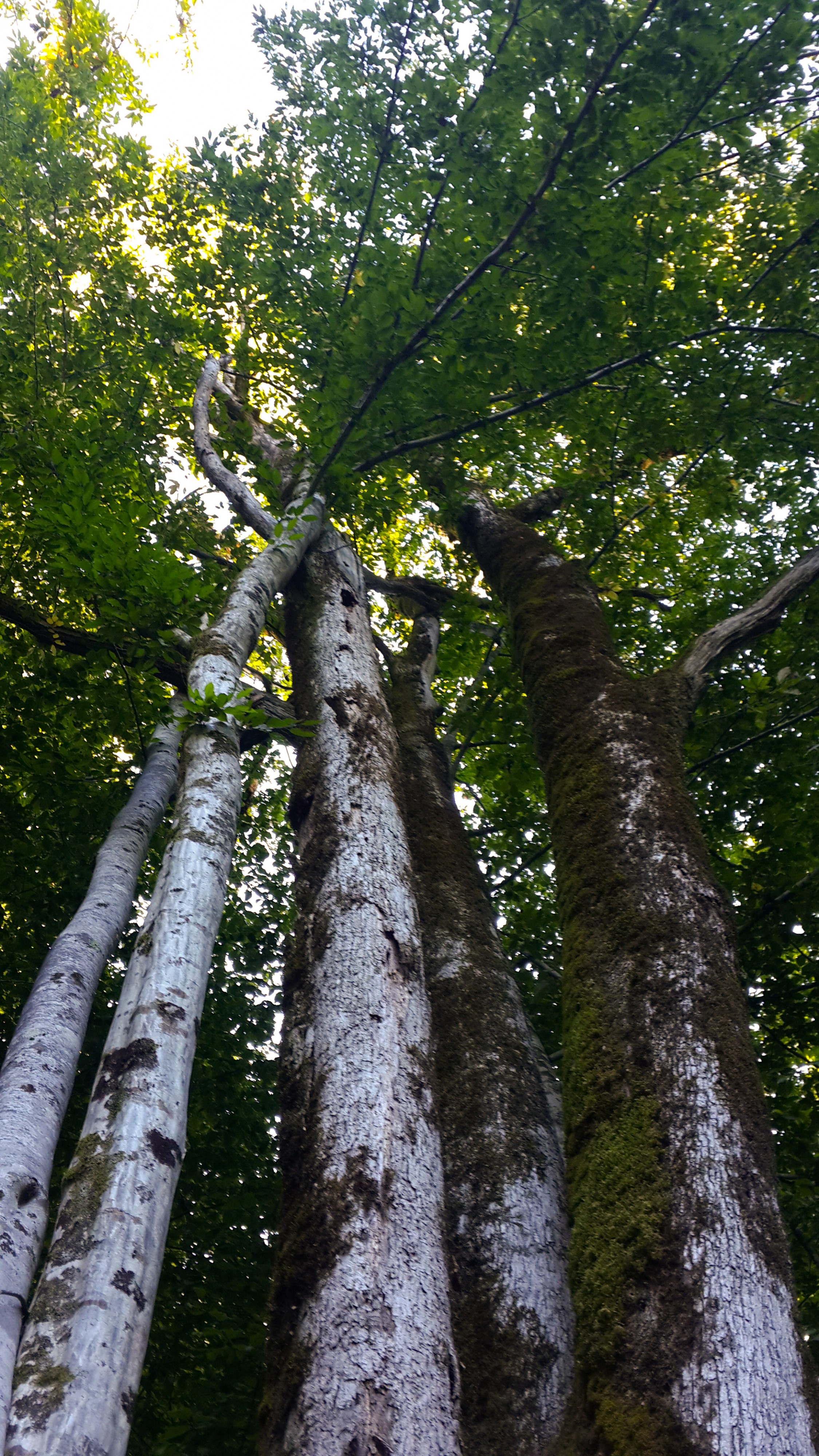дерево одно - а стволов пять! 