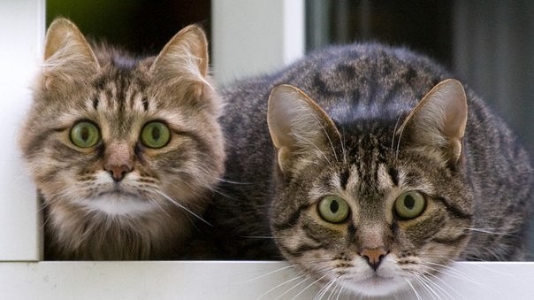 Зеленоглазый контроль