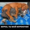 Мурка