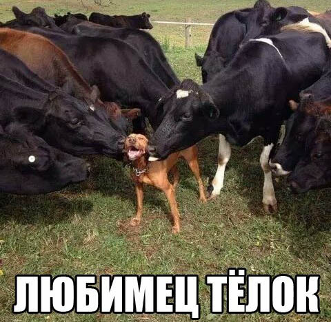 Любимец телок
