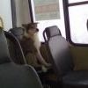 псэ псэ