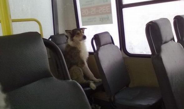 псэ