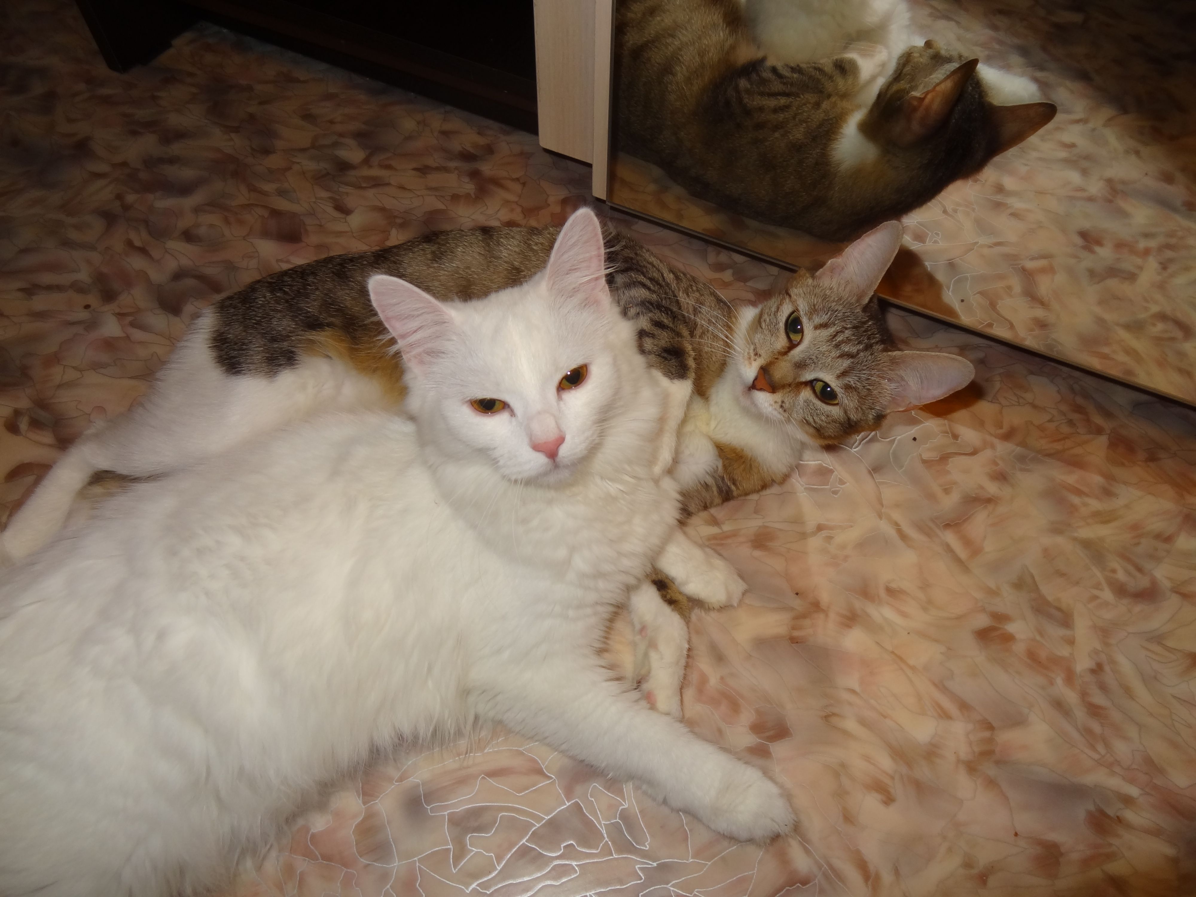 Белка и Няша