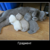 Градиент