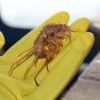 Байкальский житель Байкальский житель