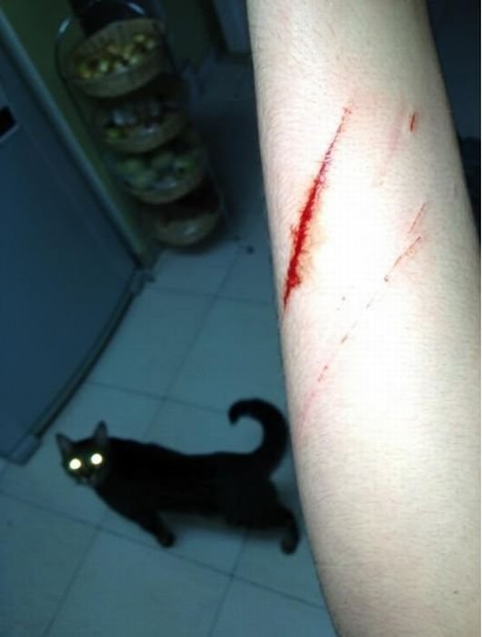 в полнолуние котэ обращается