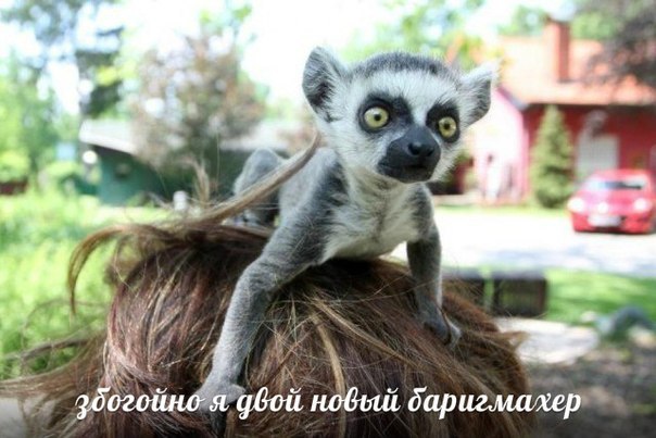 двой баригмхер)))))