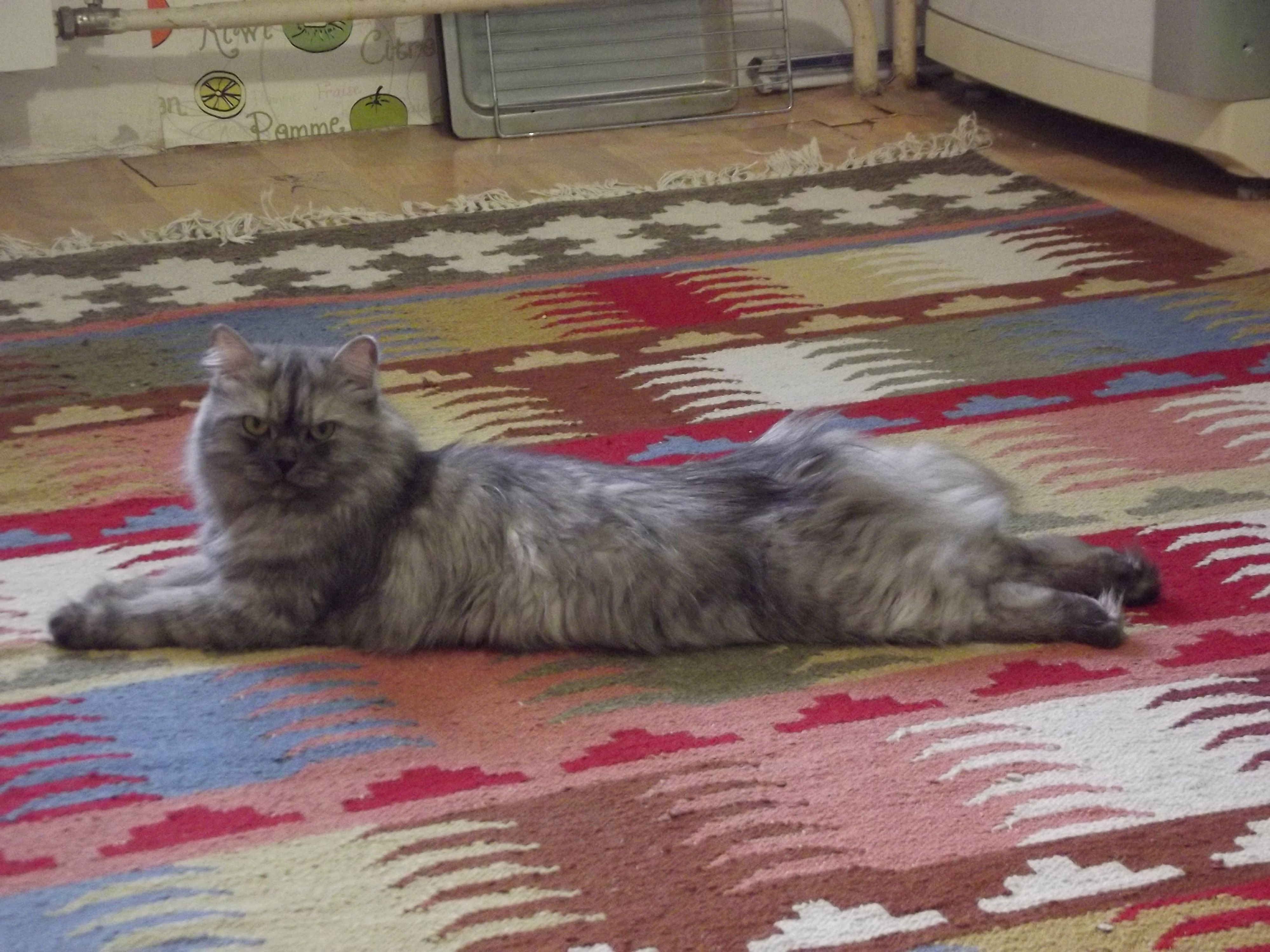 Котэ - помесь перса и сиама