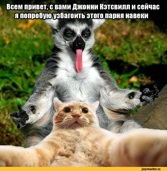 Кэтсвилл-узбагоитель))))))