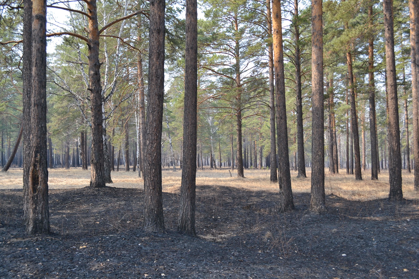 Горелый май))))))