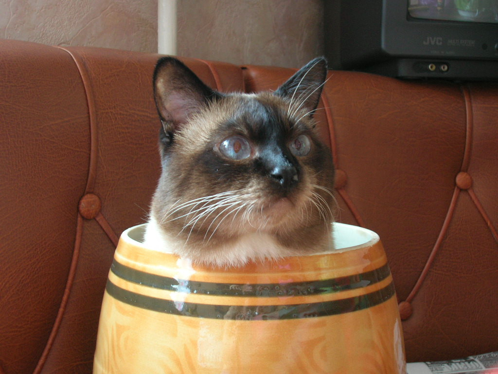 А где омуль?!