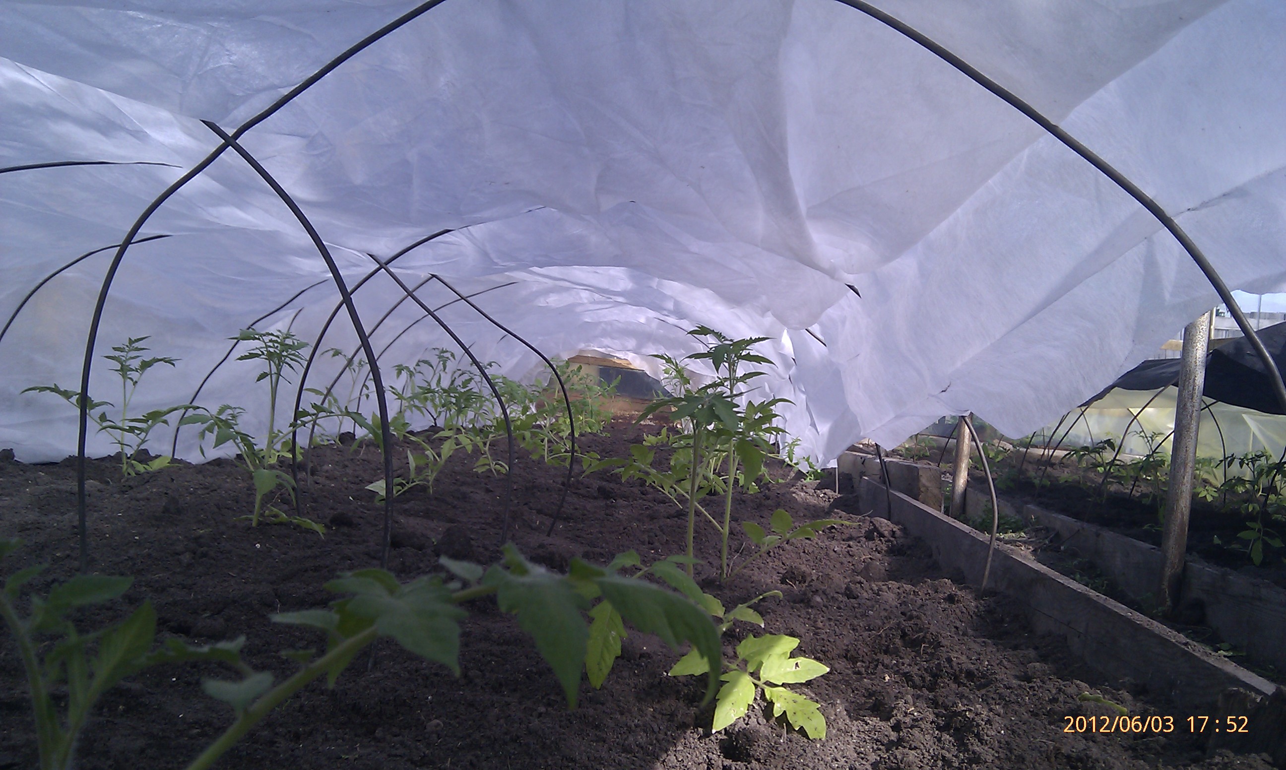 Памидорки малые есчо2)))))