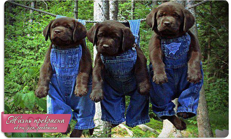 жизнь прекрасна..