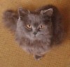 Пропал котик((