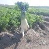 урожай пришел