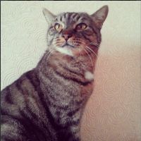 Кот-позёр )