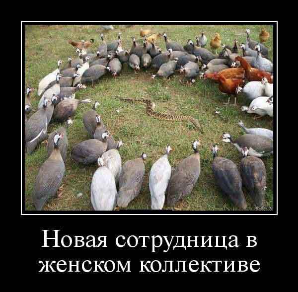 Новая сотрудница