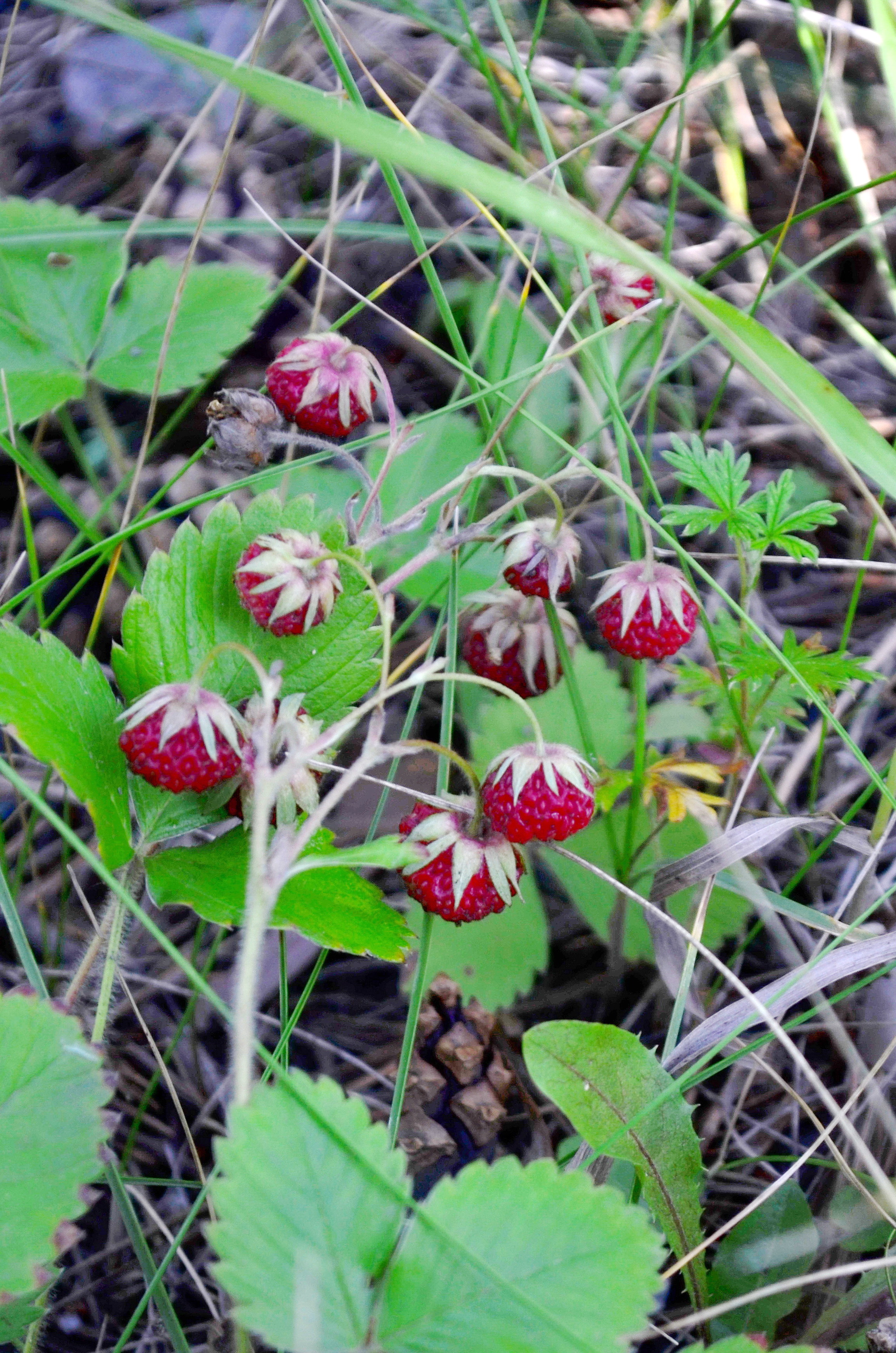 Земляника в парке