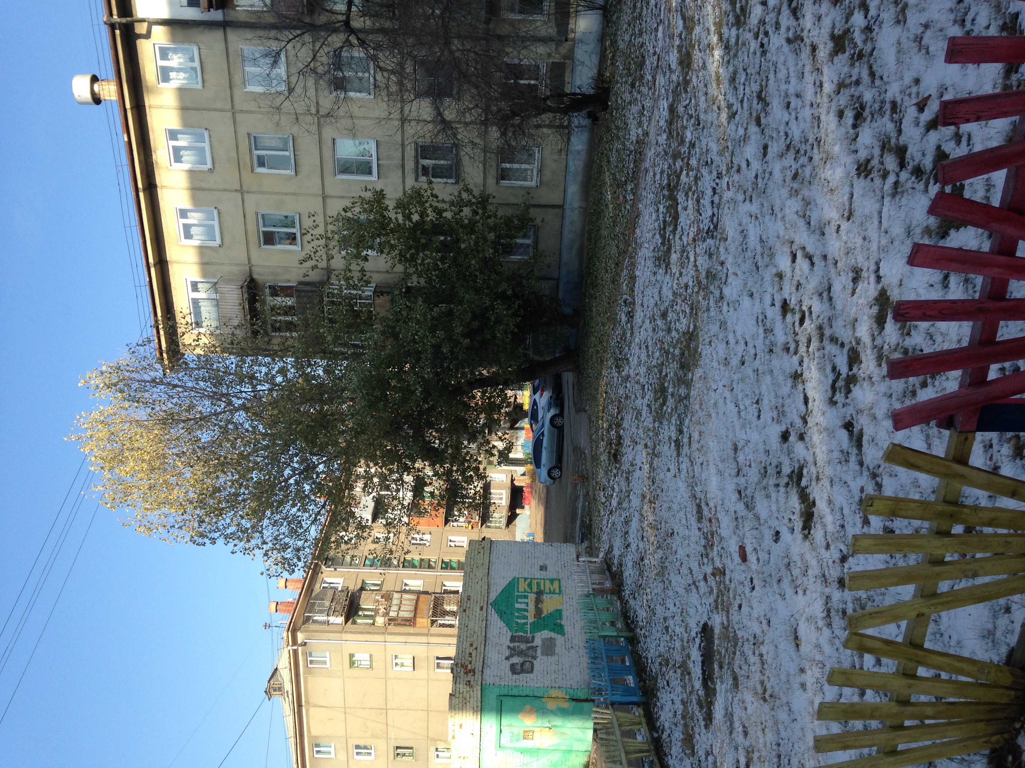 Зеленый тополь зимой