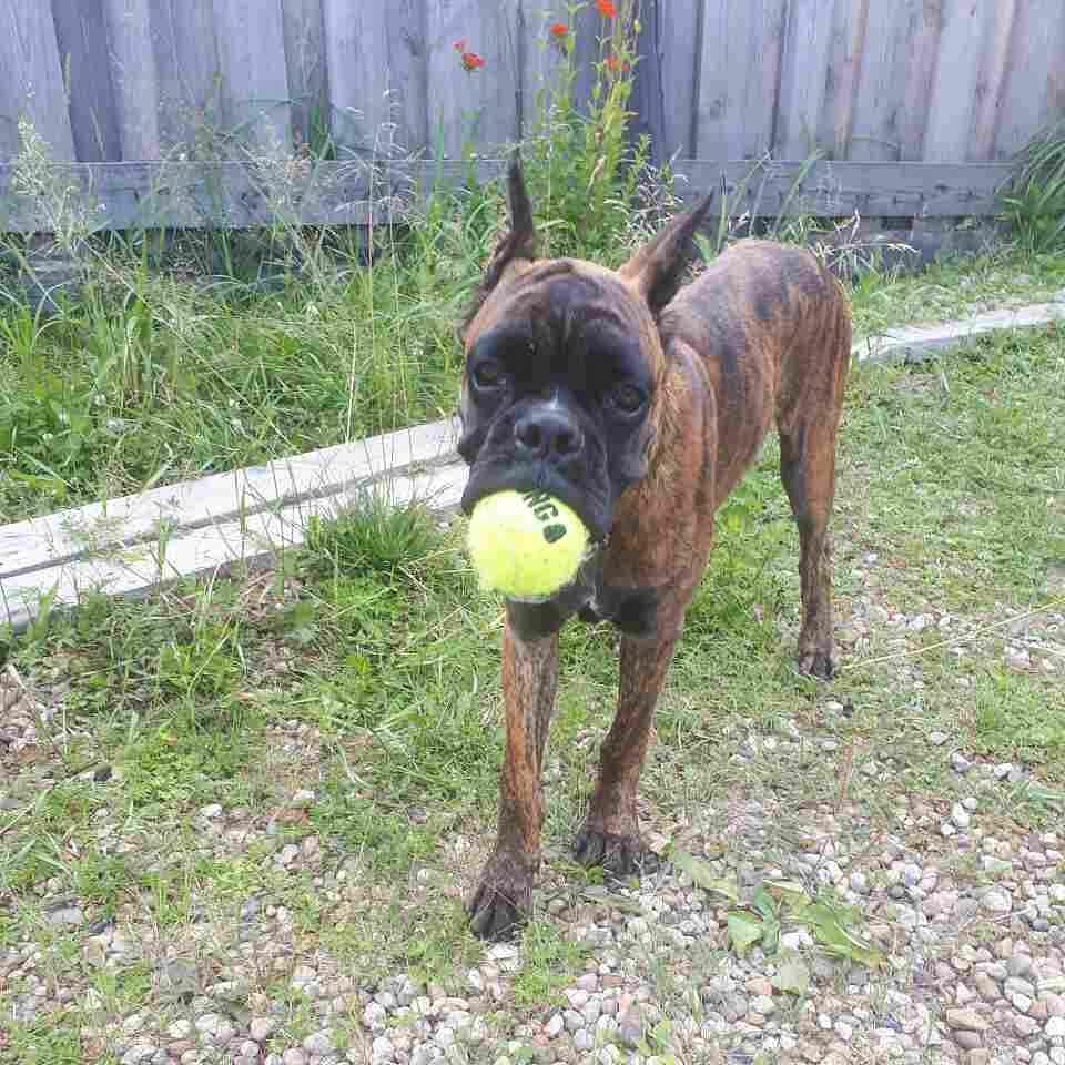 Мячик мы любим 