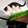 Журнальный столик с кошачьей травой Журнальный столик с кошачьей травой