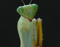 богомол))))) богомол)))))