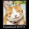 394153 kavajnyij-kote- 394153 kavajnyij-kote-