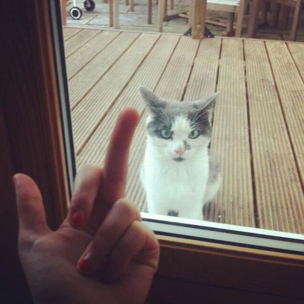 Все, хозяйка...капец твоим тапкам!!!!