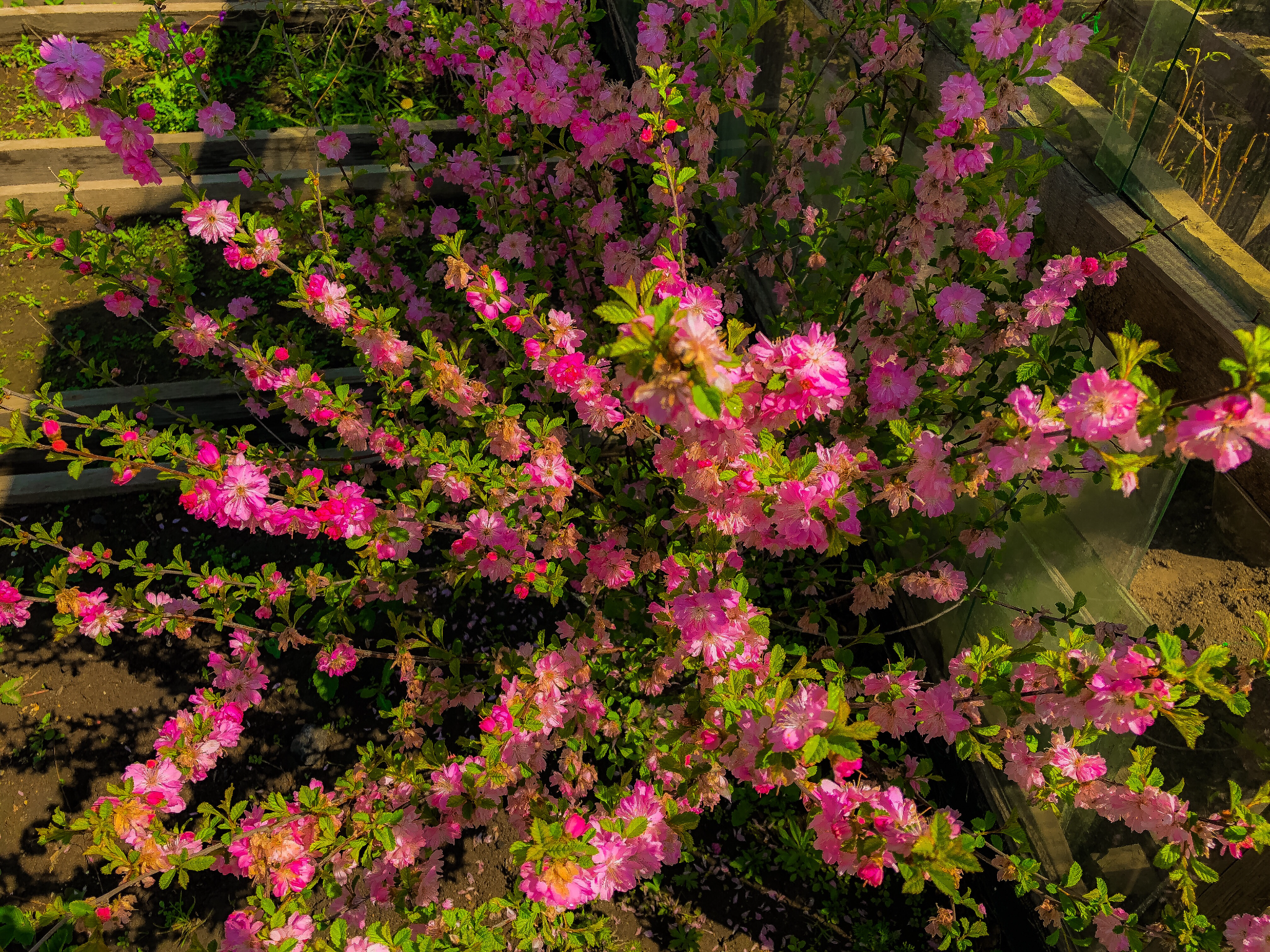 Цвет настроения сакура