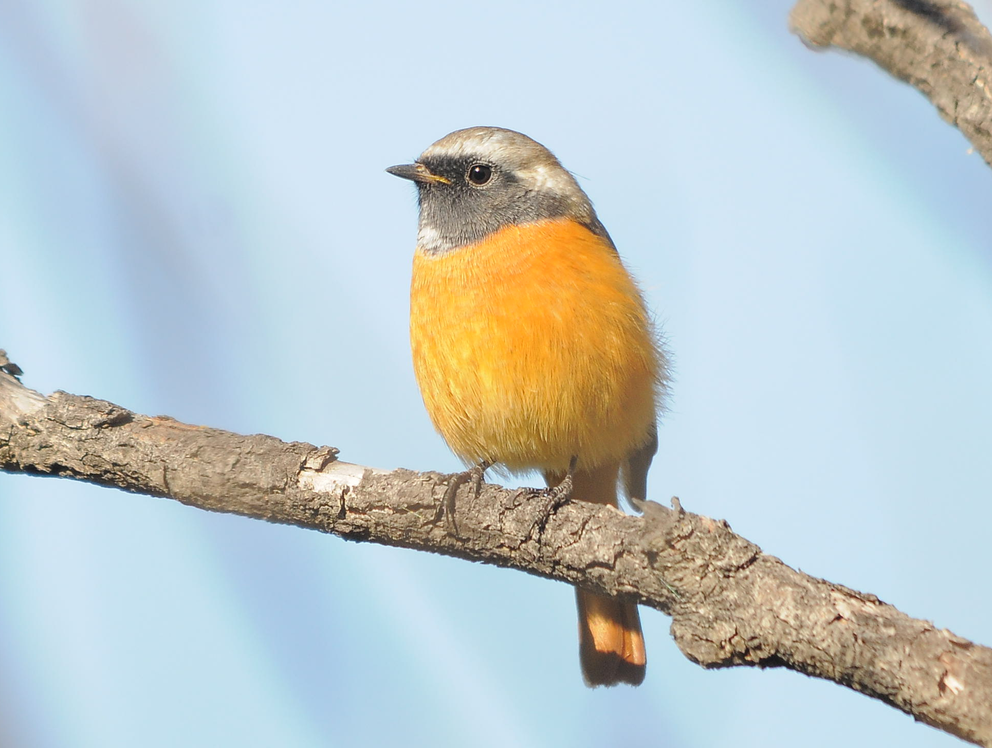 Горихвостка. Снято в пойме реки Китой в сентябре 2015 г.