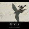 Птица Птица
