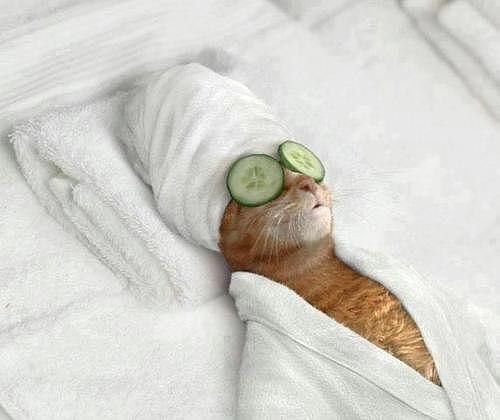 Кот с огурцами