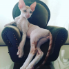 Котик Котик